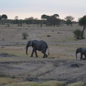  The Serengeti, TZ